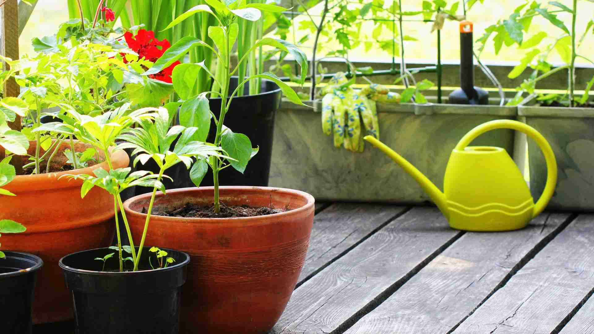 Different soils for gardening in apartments
