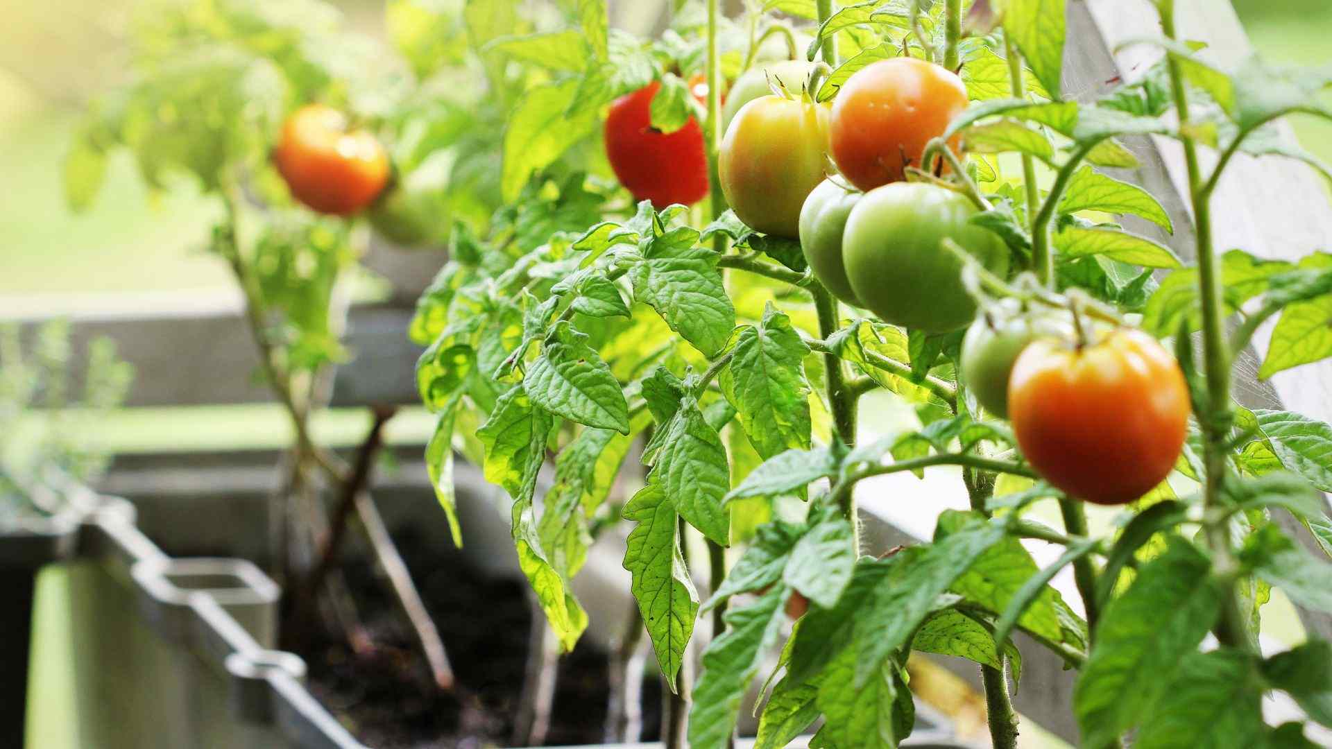 Gardening tomatoes in apartment