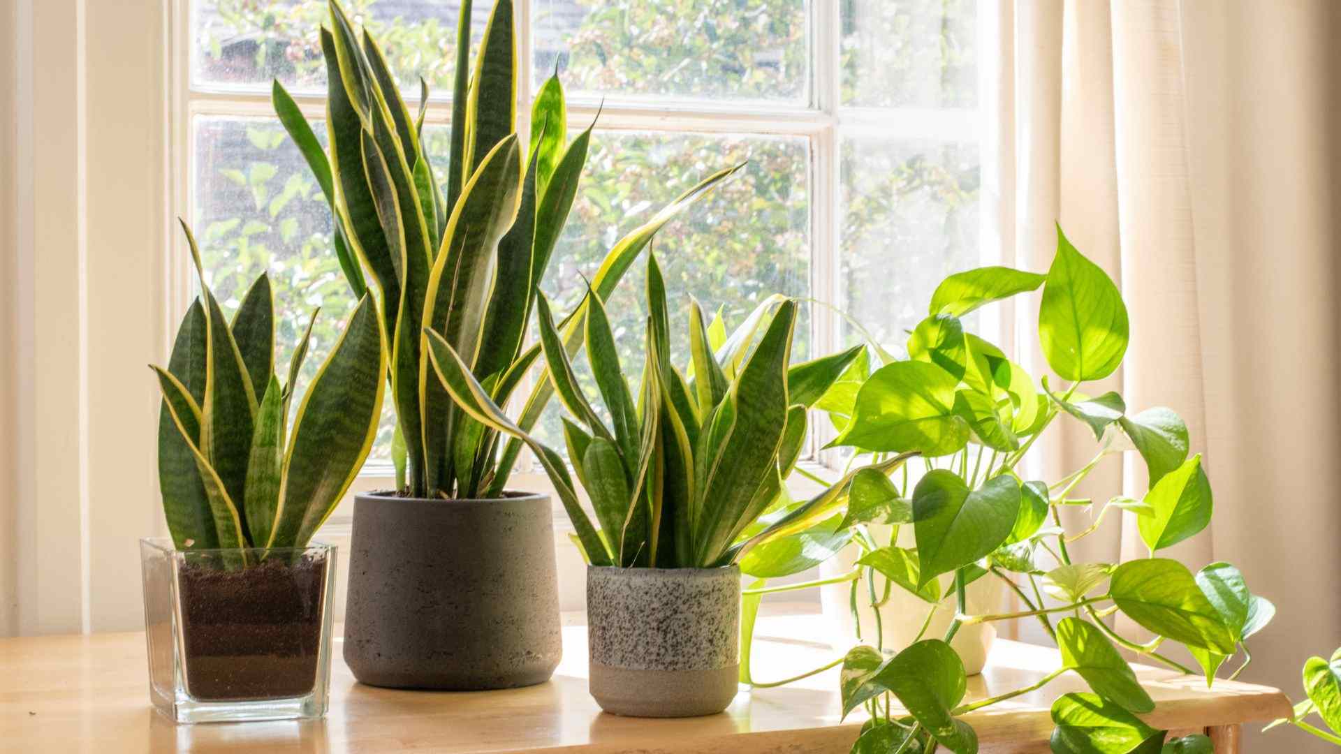 Home Gardening plants in a window