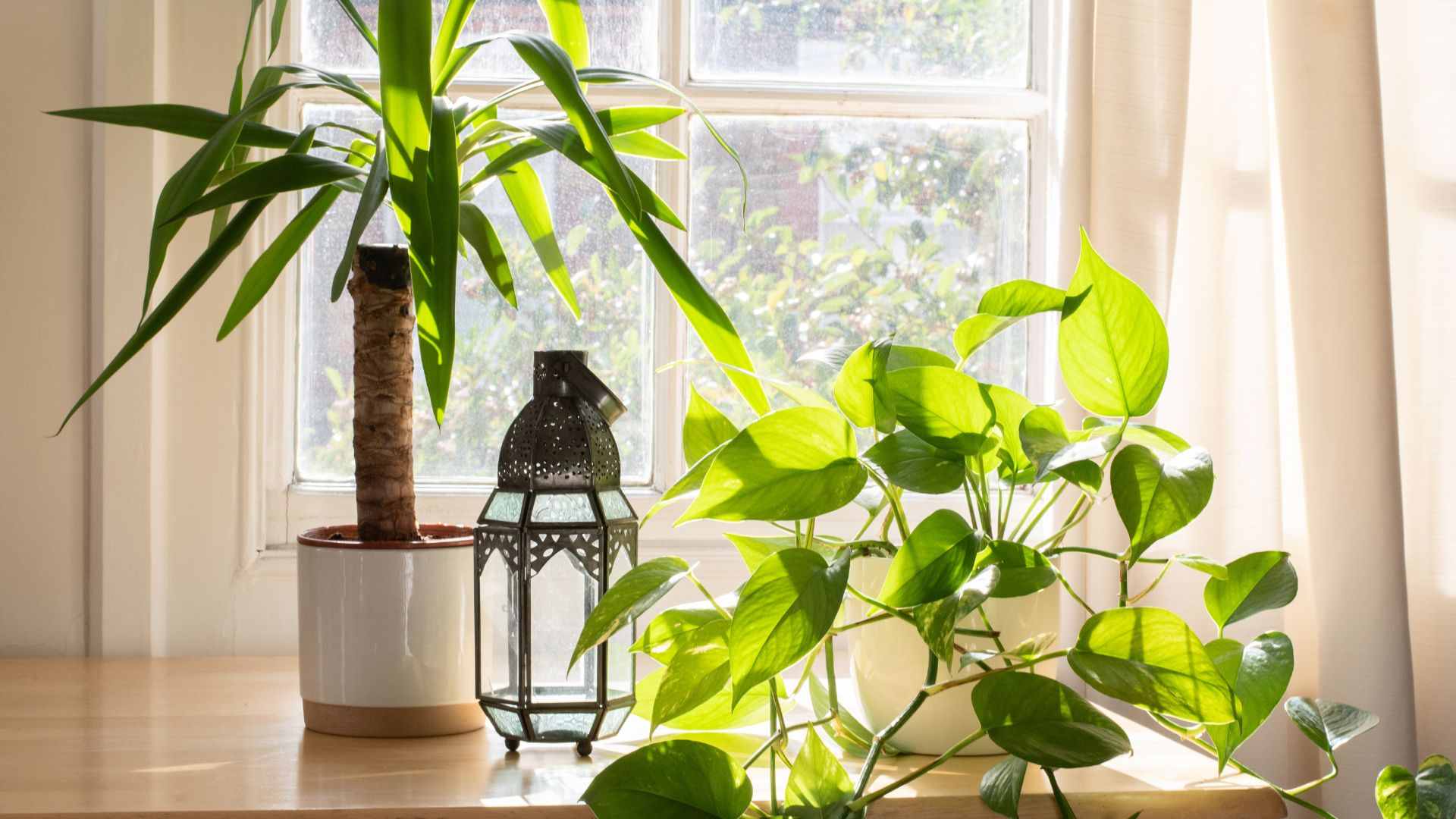 indoor plants for hight rasie apartment